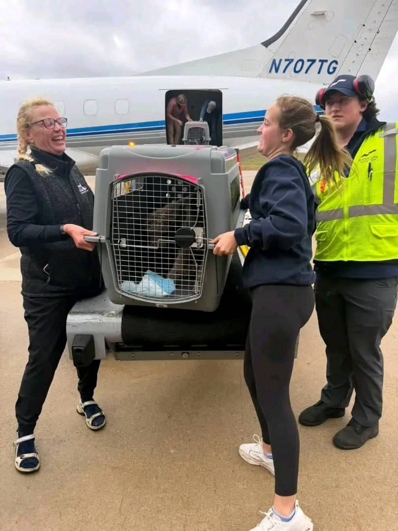 Pet ready for safe delivery