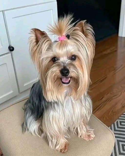 Happy puppy